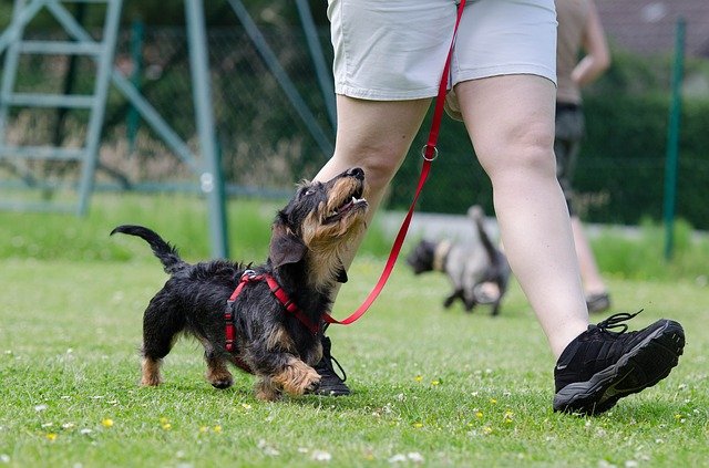 Dog training with human on leash