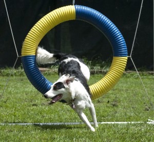 Dog jumping through hoop